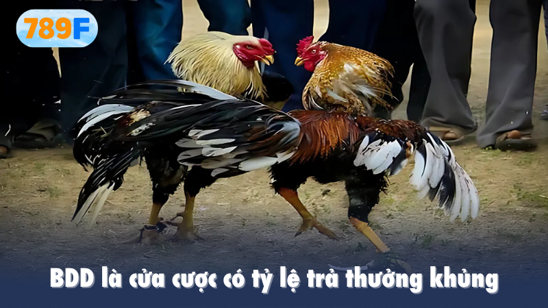 BDD là cửa cược có tỷ lệ trả thưởng khủng