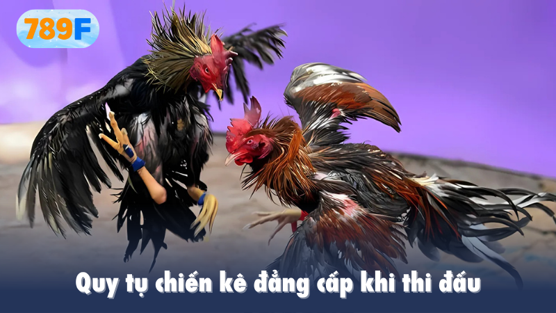 Quy tụ chiến kê đẳng cấp khi thi đấu