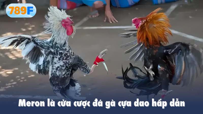 Meron là cửa cược đá gà cựa dao hấp dẫn